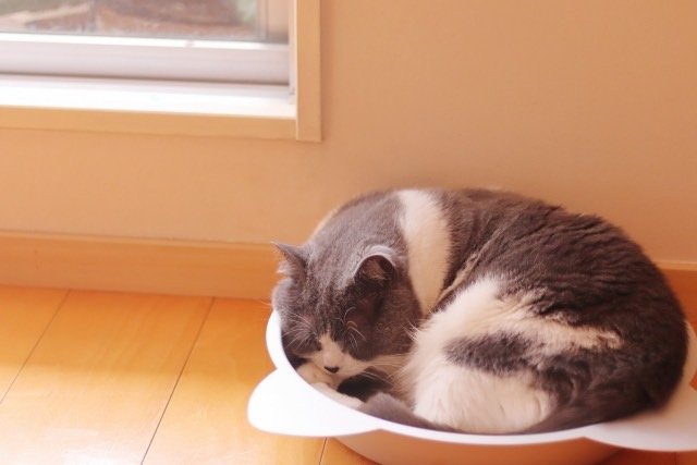 マンションで猫と暮らしたい！　 飼い方やメリット・デメリット...の画像