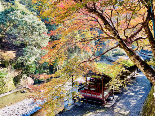 【紅葉】秋の京都を堪能の画像