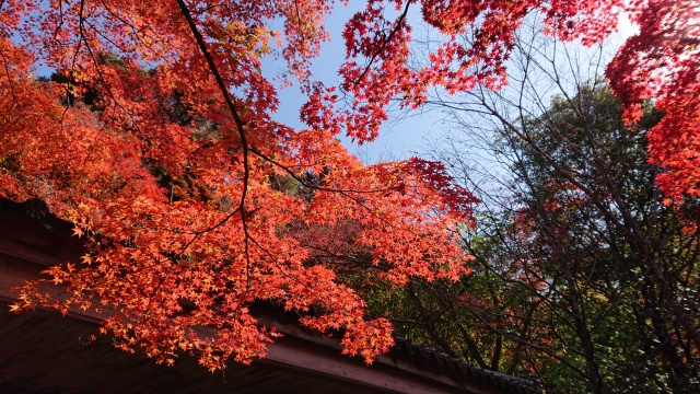 神戸市北区にある瑞宝寺公園は癒しスポットとして人気！概要や楽...の画像