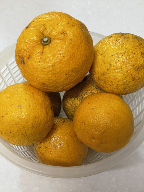 冬至の日は柚子湯（ゆずゆ）に浸かるの画像