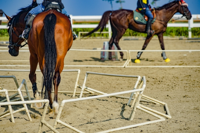 三郷市にある乗馬クラブ スリーフィールド とは 楽しみ方をご紹介 三郷市の仲介手数料無料の戸建てや不動産売却のことなら株式会社future S フューチャーズ 三郷市にある乗馬クラブ スリーフィールド とは 楽しみ方をご紹介 三郷市の仲介手数料無料の戸建てや不動産売却のことなら株式会社future S フューチャーズ