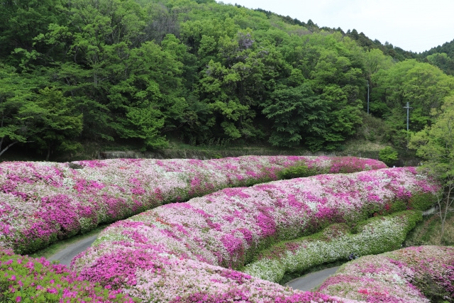 東大阪市のおススメの公園のご紹介の画像