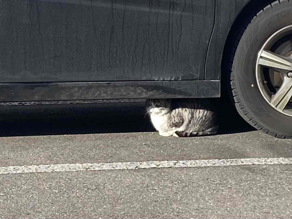 「本日の猫さん」の画像
