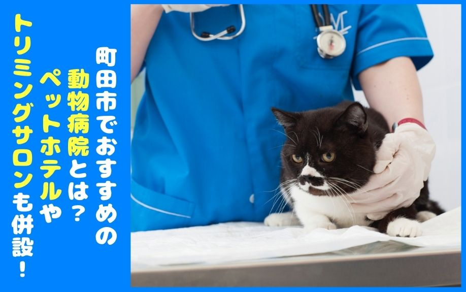 町田市でおすすめの動物病院とは？ペットホテルやトリミングサロ...の画像