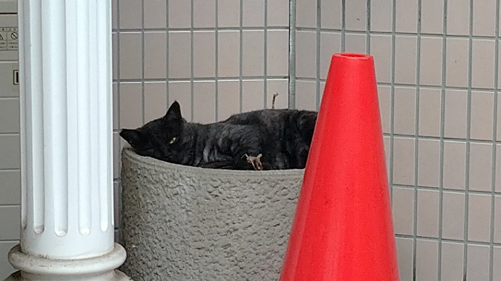 「本日の猫さん」の画像