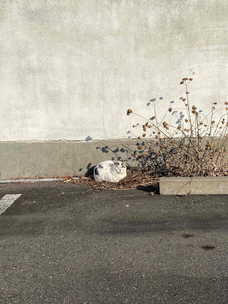 「本日の猫さん」の画像