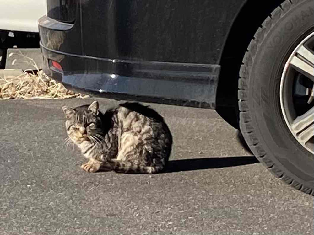 「本日の猫さん」の画像