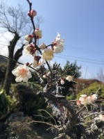 「春一番」の画像