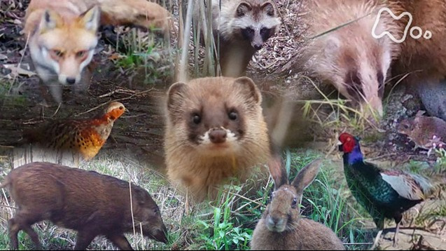 多摩川トライアングルってご存知ですか？の画像