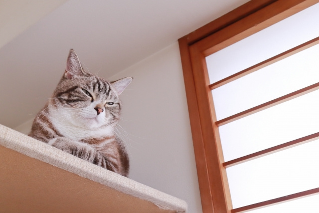 賃貸物件で困る猫の夜鳴き！夜鳴きの原因と解決方法をご紹介の画像