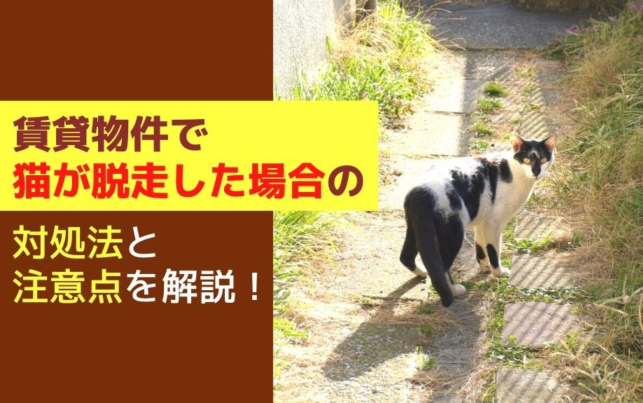 賃貸物件で猫が脱走した場合の対処法と注意点を解説！の画像