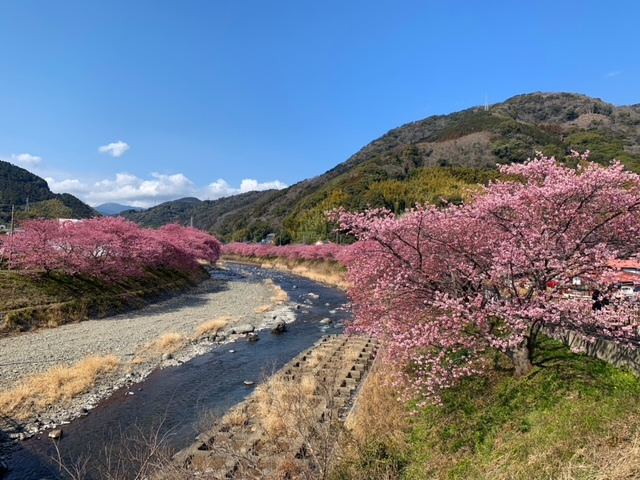春爛漫!!伊豆河津町へ。。。の画像