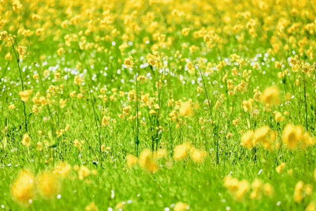 今日は春分の日！春分の意味や由来はご存知ですか？の画像