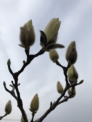 「木蓮の蕾」の画像