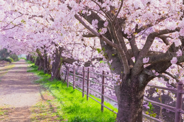 明石市内のオススメお花見スポット、見頃時期をご紹介☆の画像