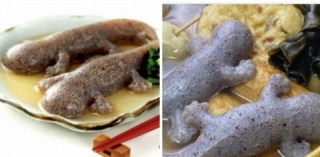 「オオサンショウウオ」の画像