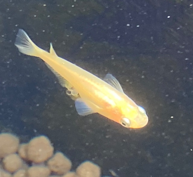 わが家のメダカ第３弾～お腹に卵付けてる♪の画像