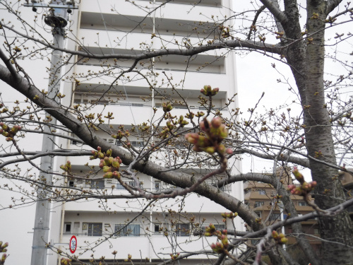 春の息吹の画像