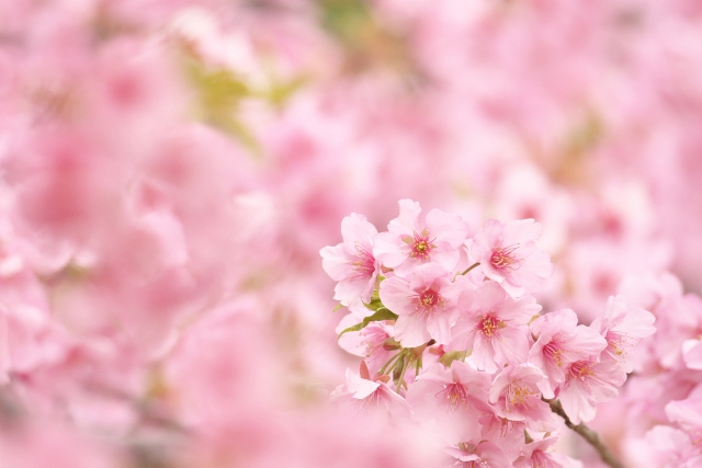 日高市の桜の名所の画像