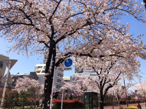 花祭りの画像