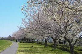 福生の多摩川沿いの桜並木で・・の画像