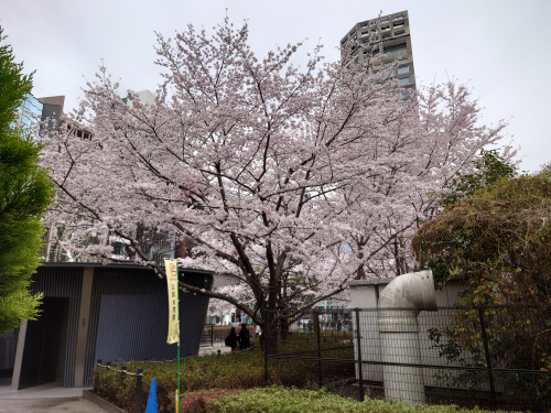 桜六景の画像