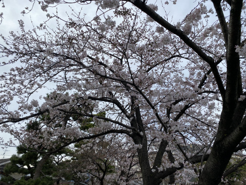 桜咲くの画像