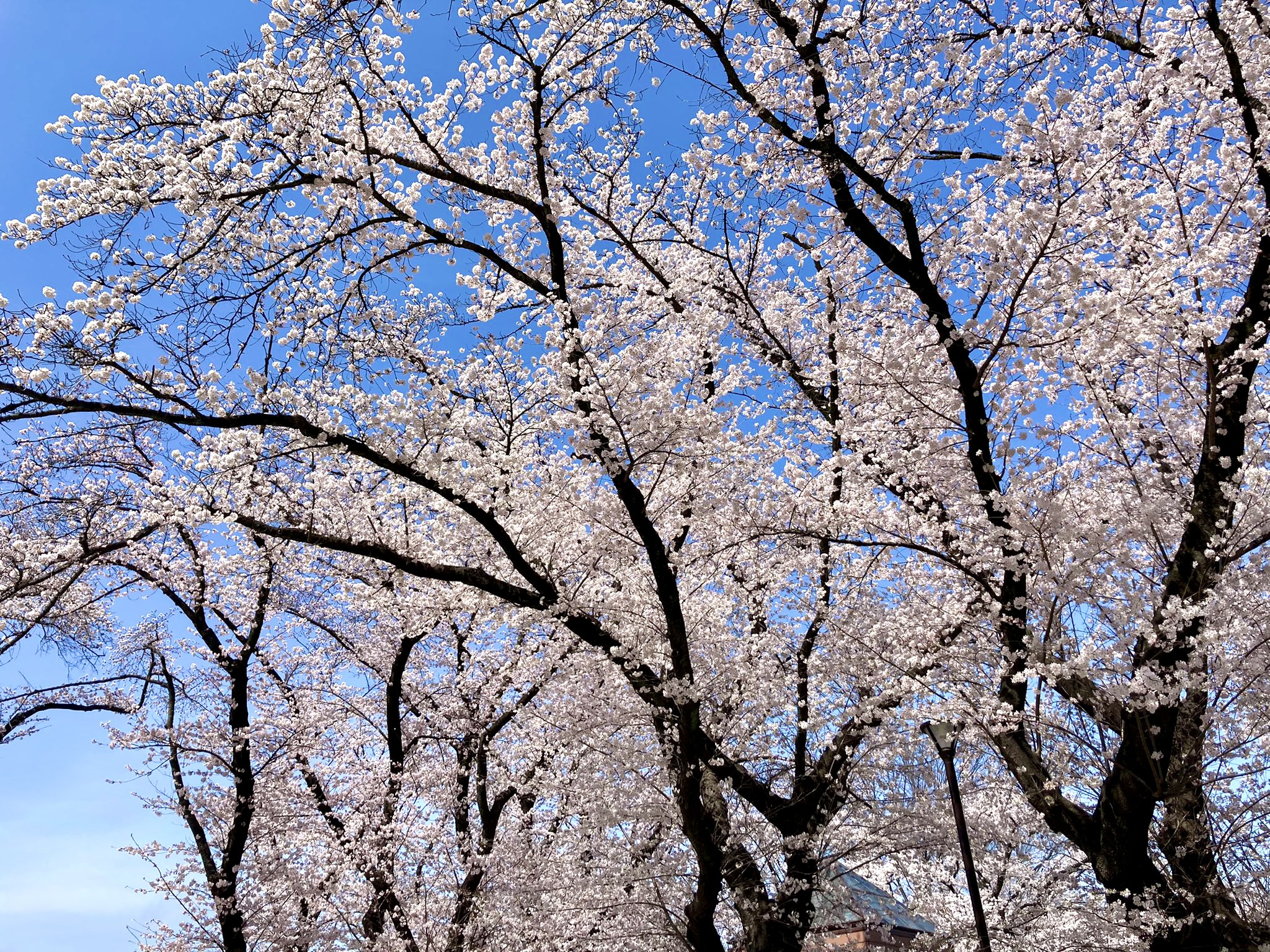 八王子の桜が満開寸前！綺麗ですよ～の画像