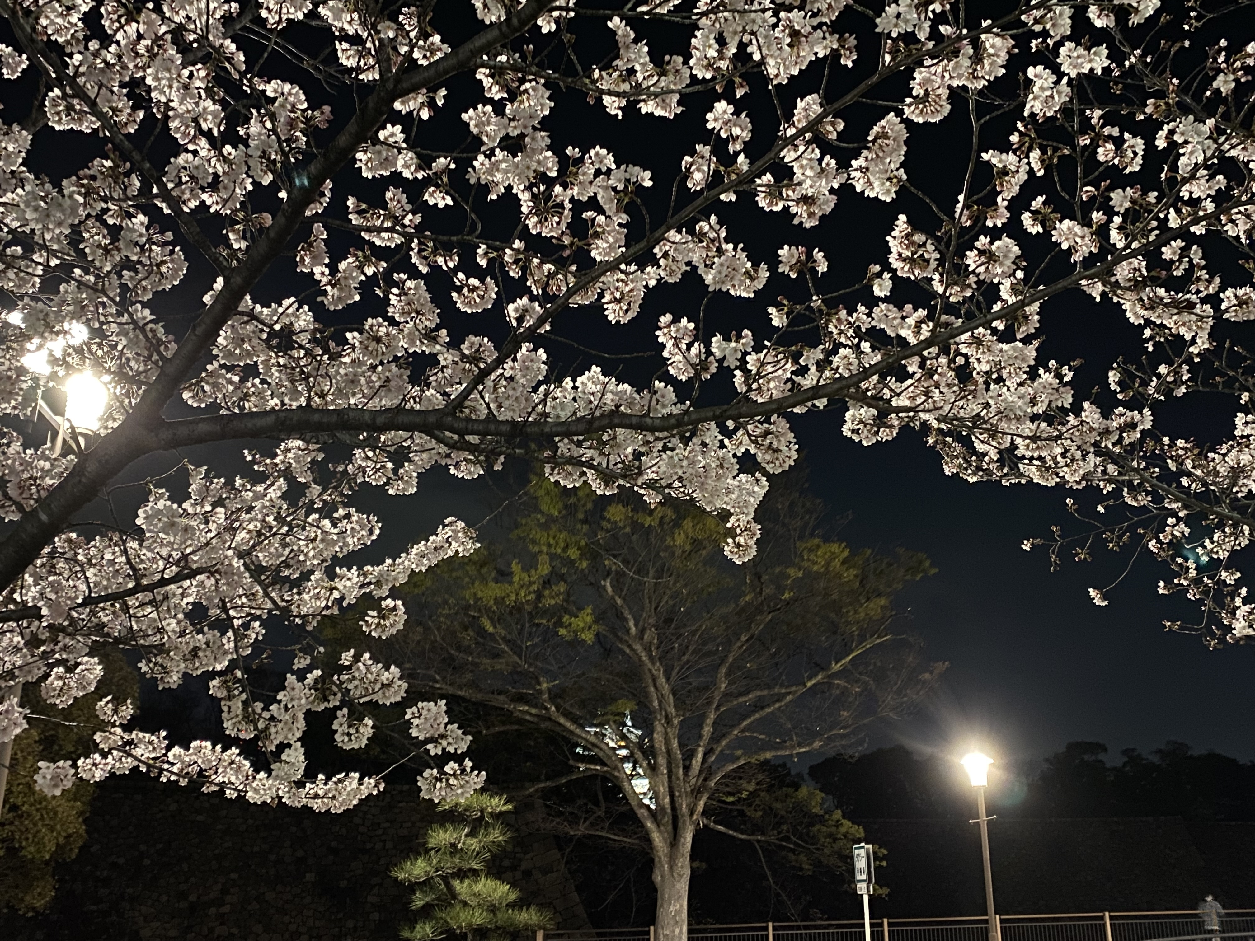 夜桜の画像
