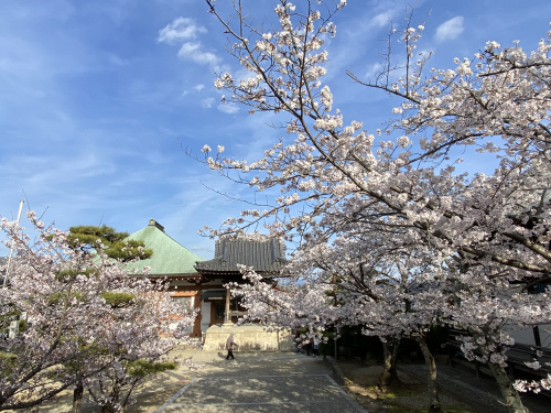 久米田寺の桜の画像
