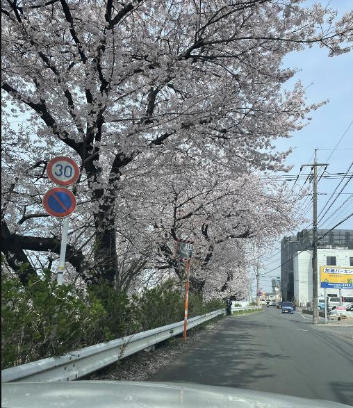 写真は汚い桜　実物は心惹かれる桜ですの画像