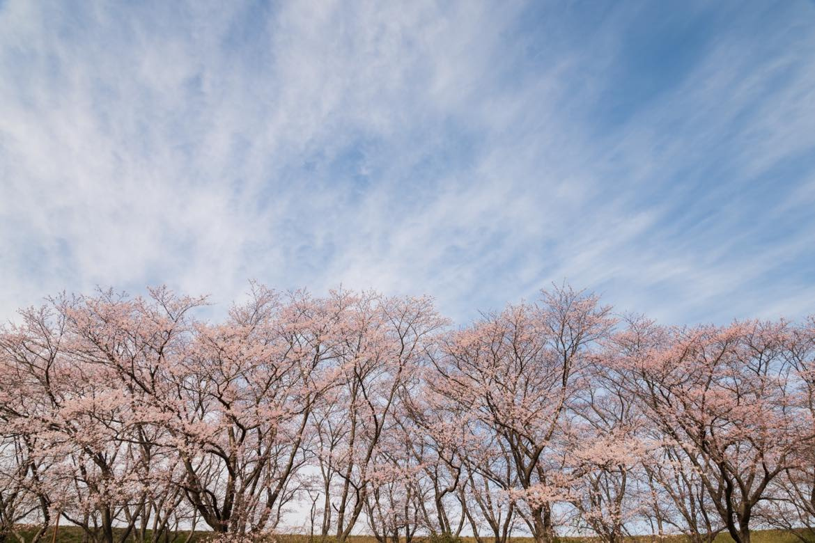 桜散るの画像