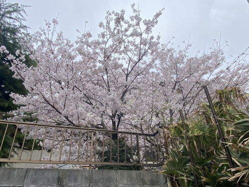 桜（満開）の画像