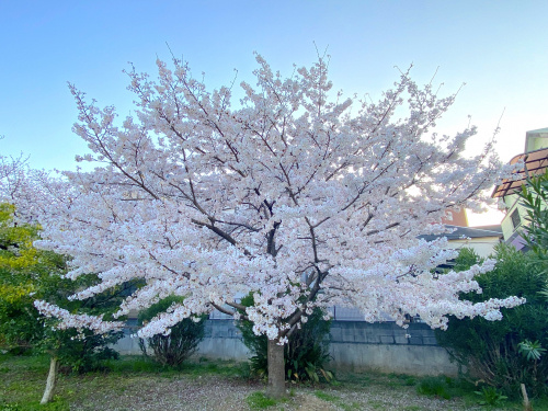 地元の桜（鳳前池公園）の画像