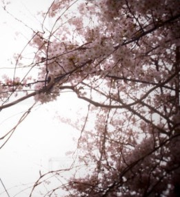 雨上がりの花曇り？の画像