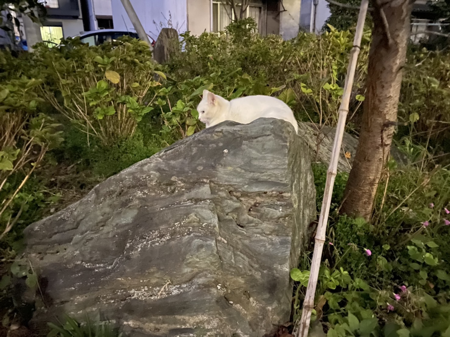 ねこちゃんの画像
