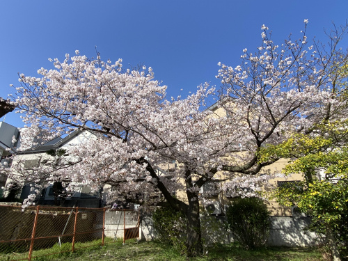 地元の桜（鳳前池公園）②の画像
