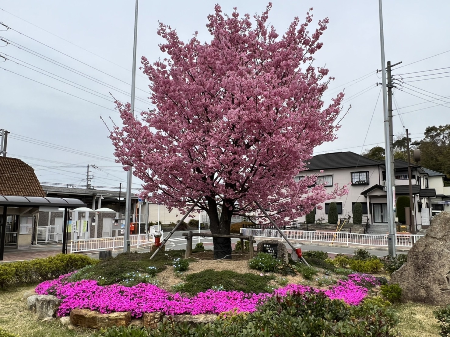JR阪和線東佐野駅前の桜の画像