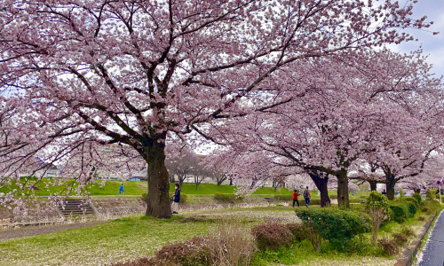 八王子の桜まだ綺麗に咲いてます！南浅川の桜並木をお届け！の画像
