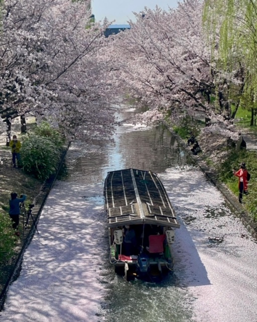 伏見で遅めのお花見の画像