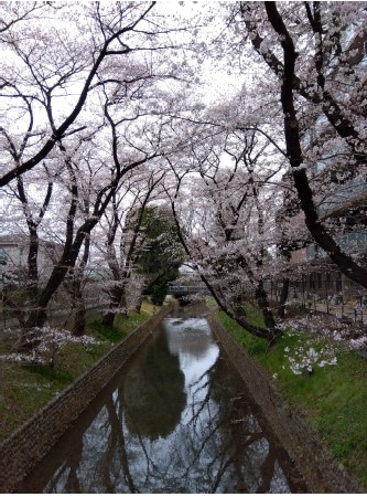 桜のお花見シーズン～の画像