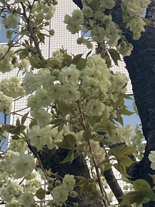 まだまだつづく桜・・・の画像