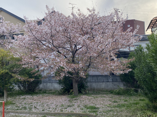 今年の桜の画像