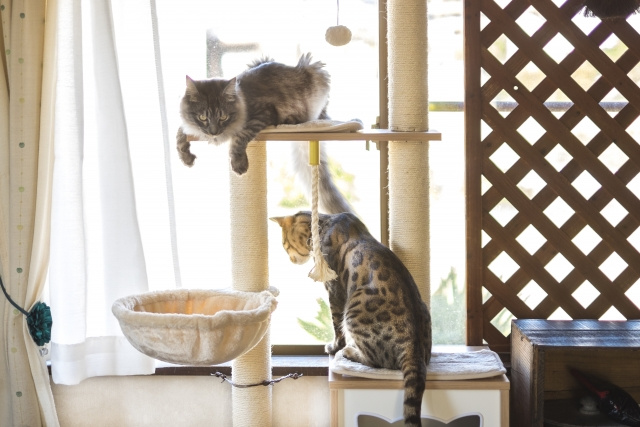 ペット可賃貸物件で暮らすうえで知っておきたい原状回復義務とは...の画像