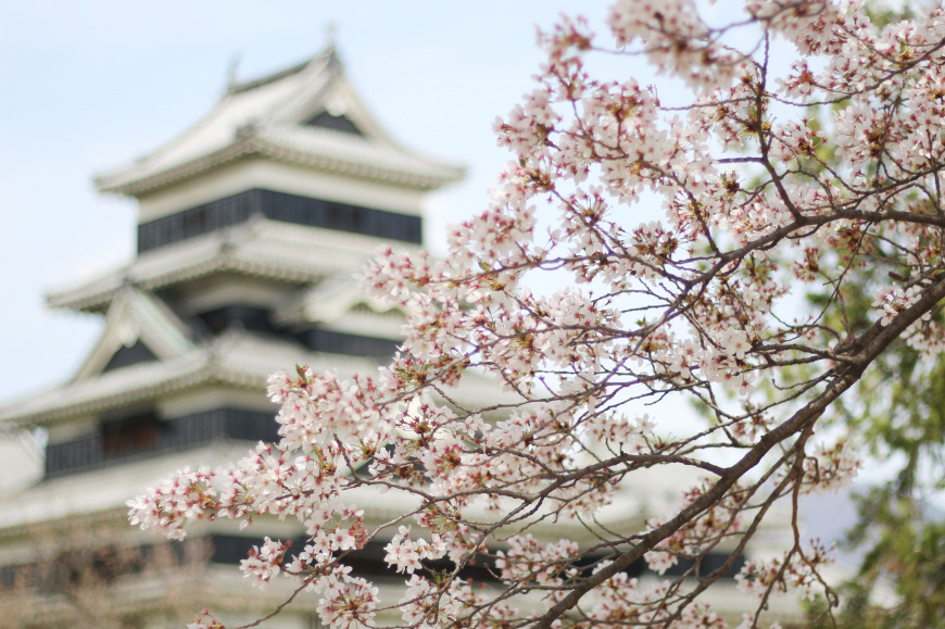 「春の松本城」の画像