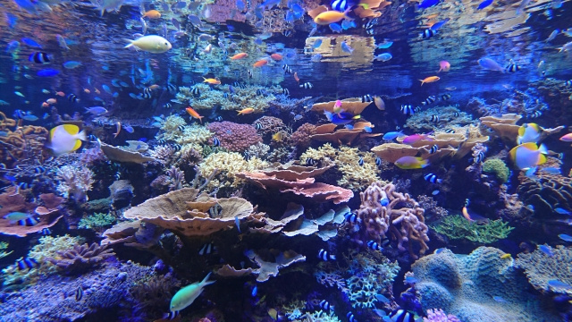 明石の賃貸物件でアクアリウムを始めよう♪納涼にもオススメ☆の画像