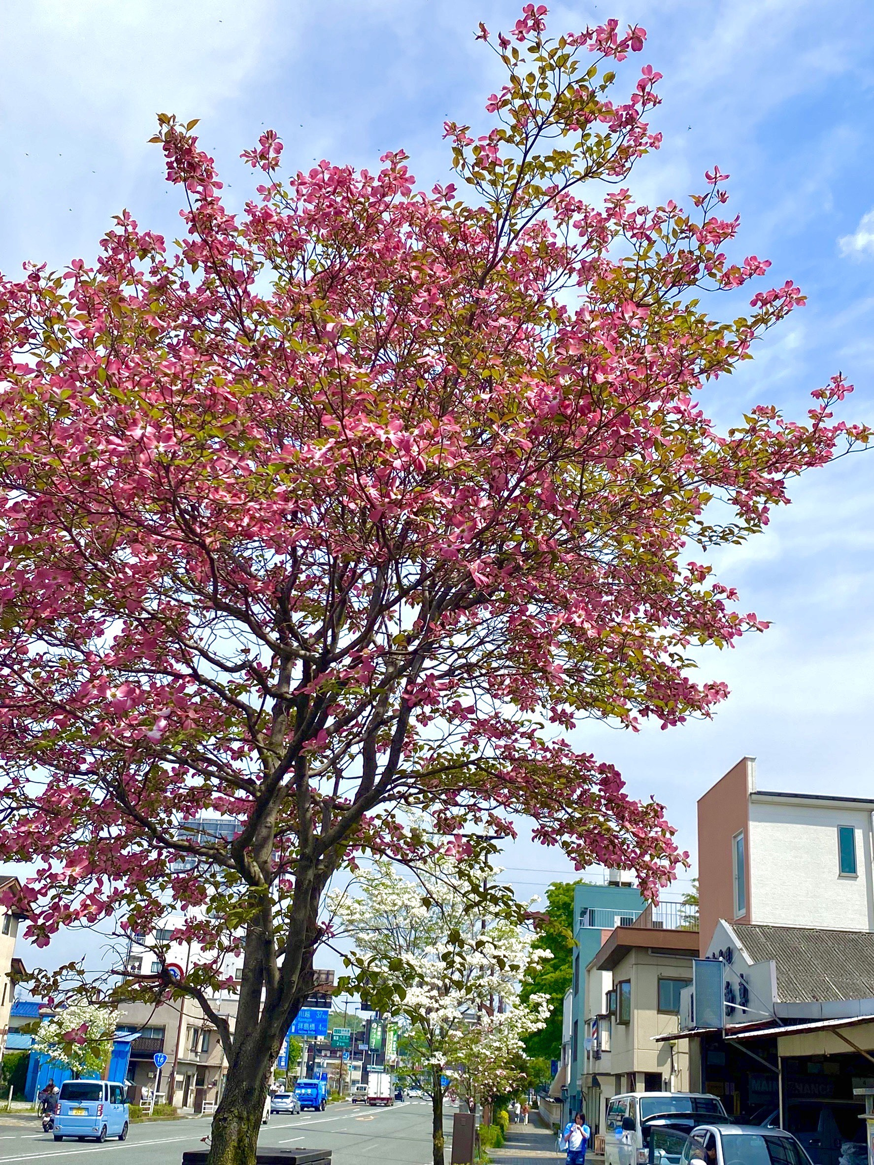 春の花「コブシ」が八王子の街中に咲いてますよ！の画像