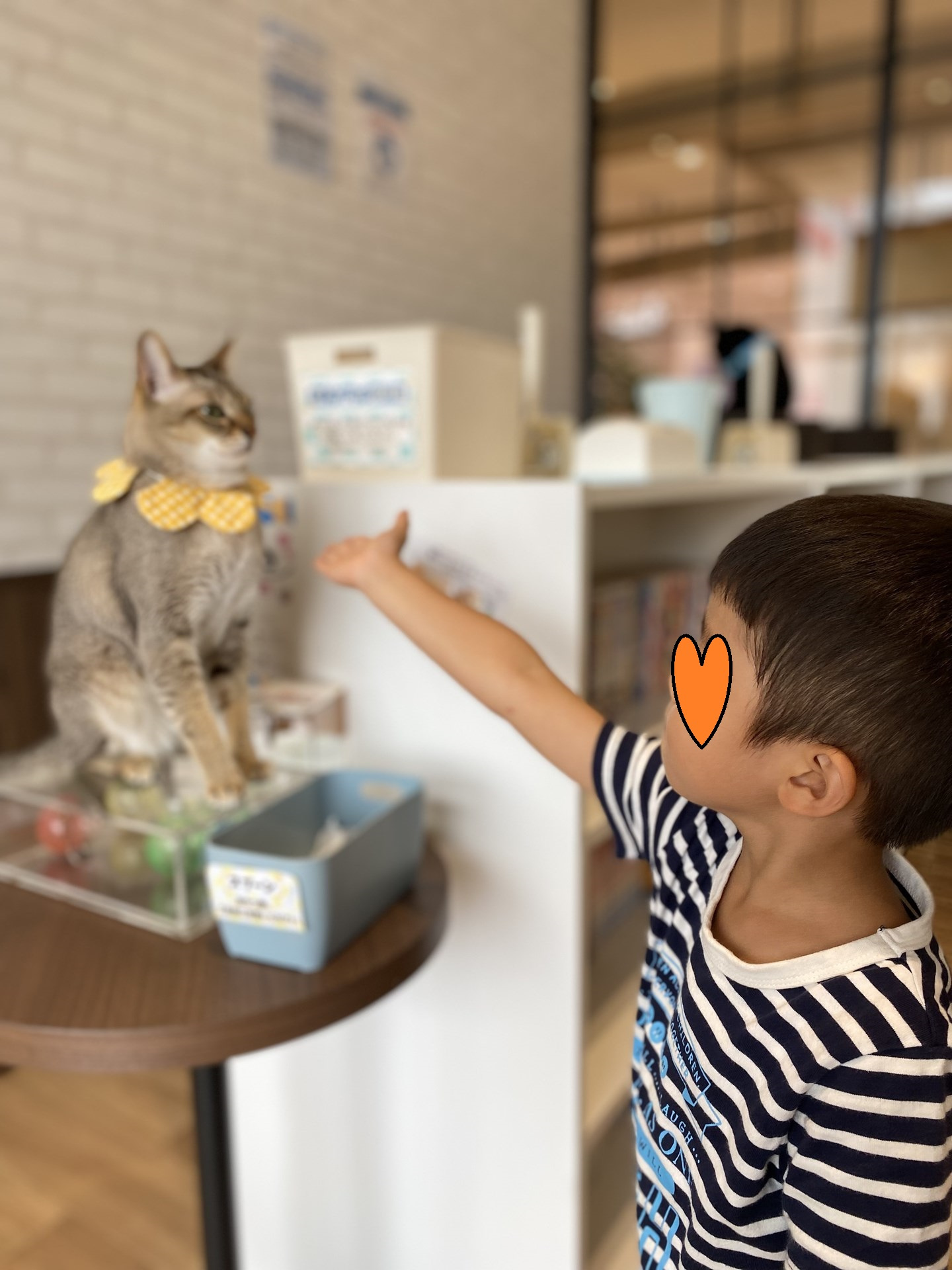猫カフェの過ごし方「コックンの別荘」の画像