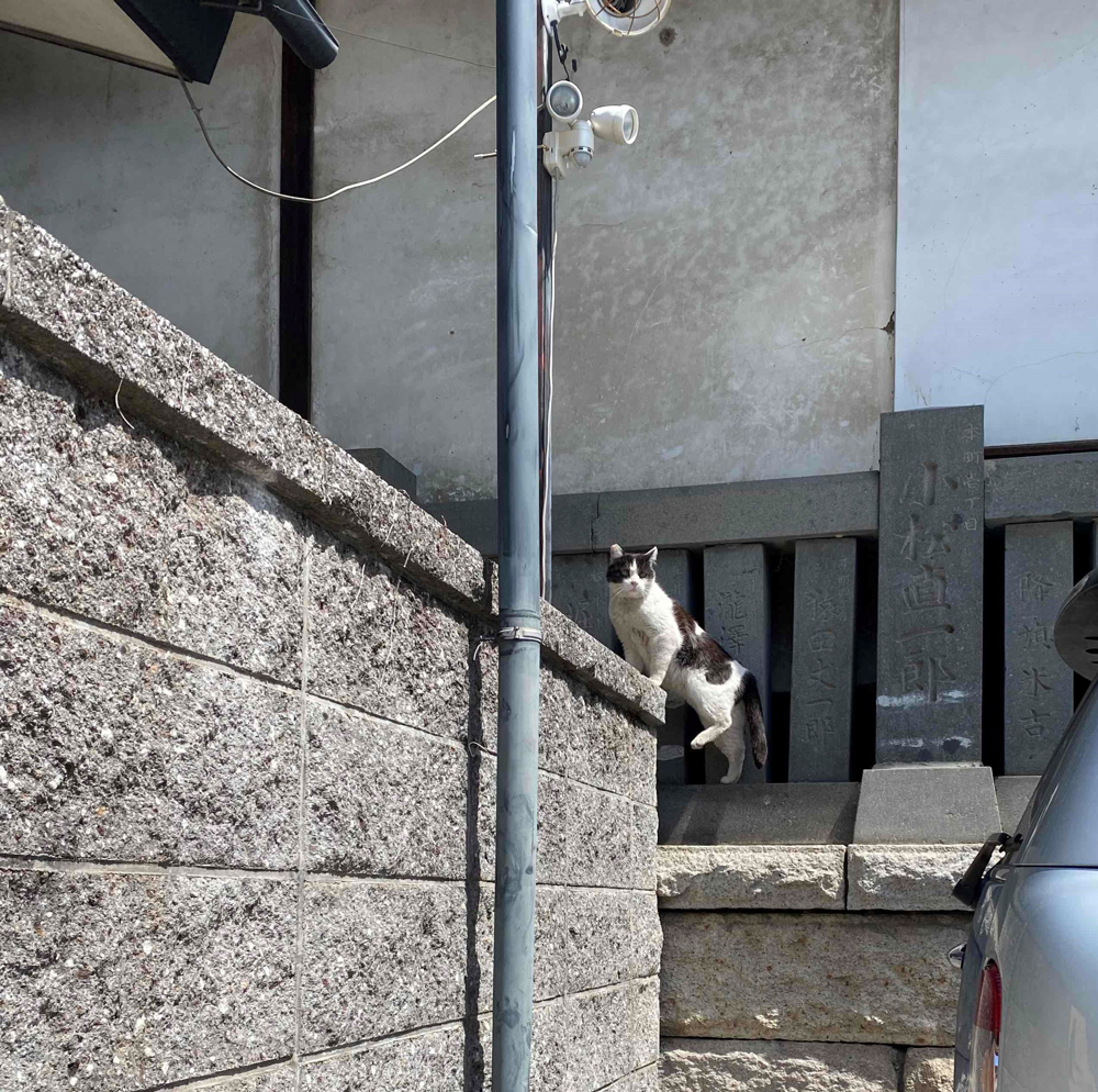 「本日の猫さん」の画像
