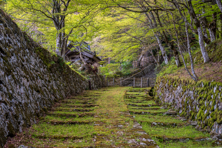 緑が綺麗な5月になりましたの画像
